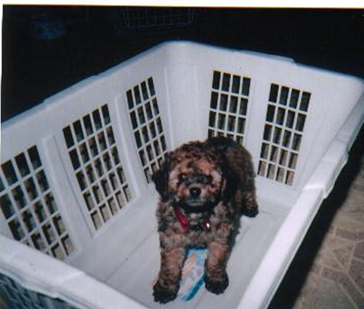 basketdog.jpg