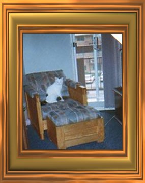 cat2.jpg